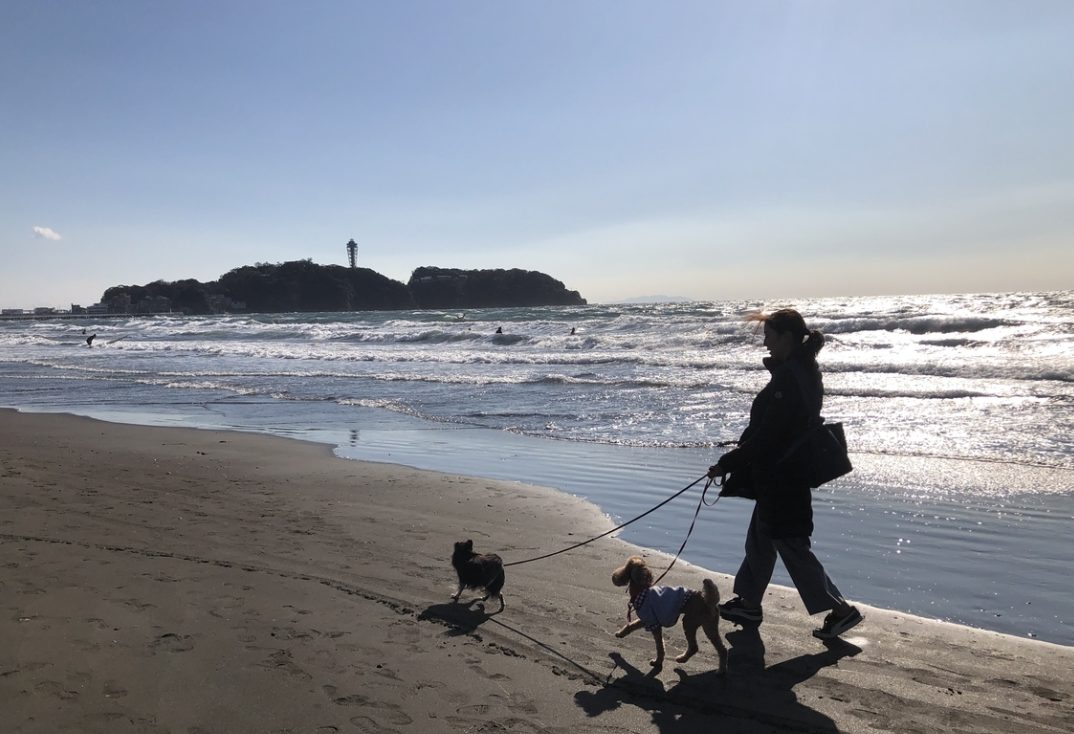 鵠沼海岸を犬と散歩する風景